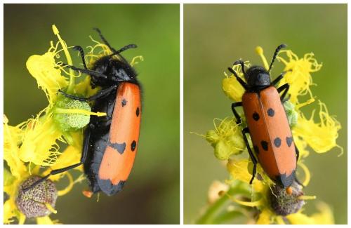 Réf. 231 612 : Mylabris quadripunctata